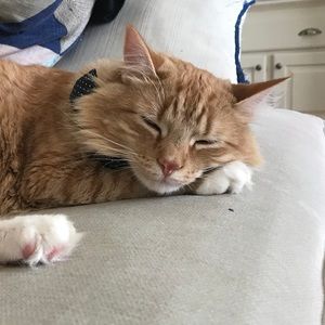 Meet your Posher, Nicholas